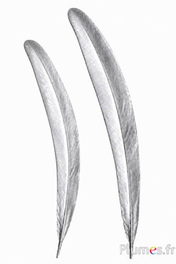 Pauw blauw - 50-55 cm - zilverkleurig